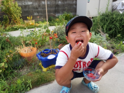 もっちゃんトマト収穫