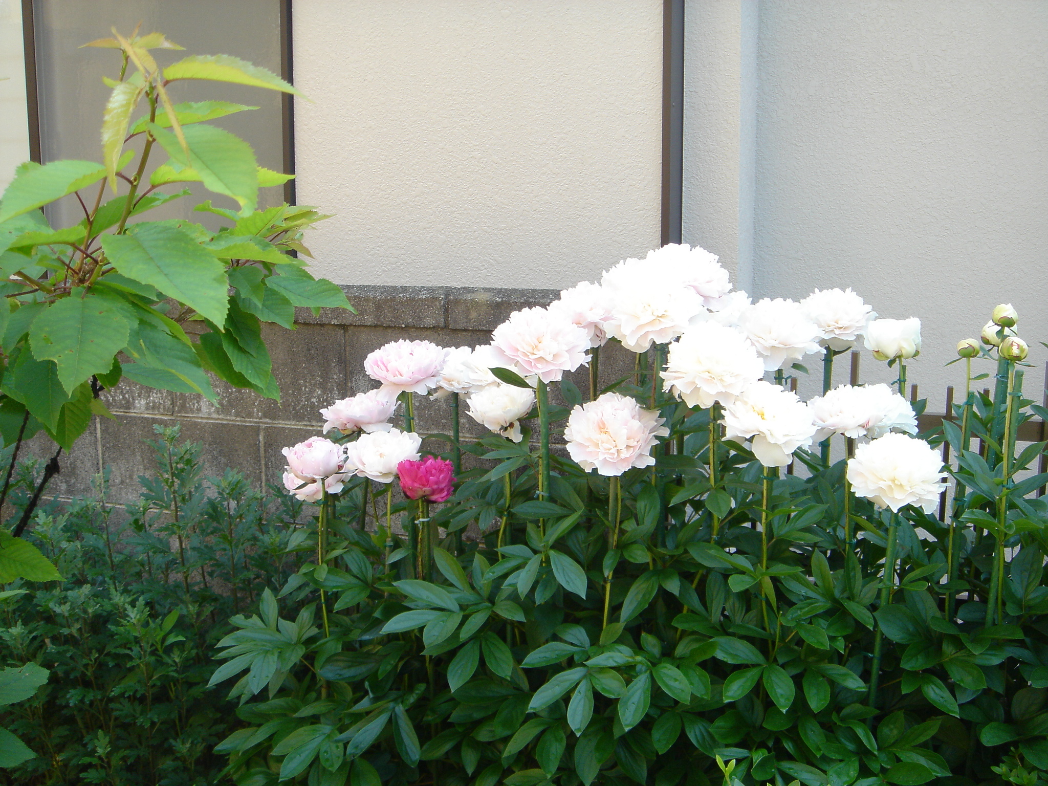 ジージ庭の芍薬