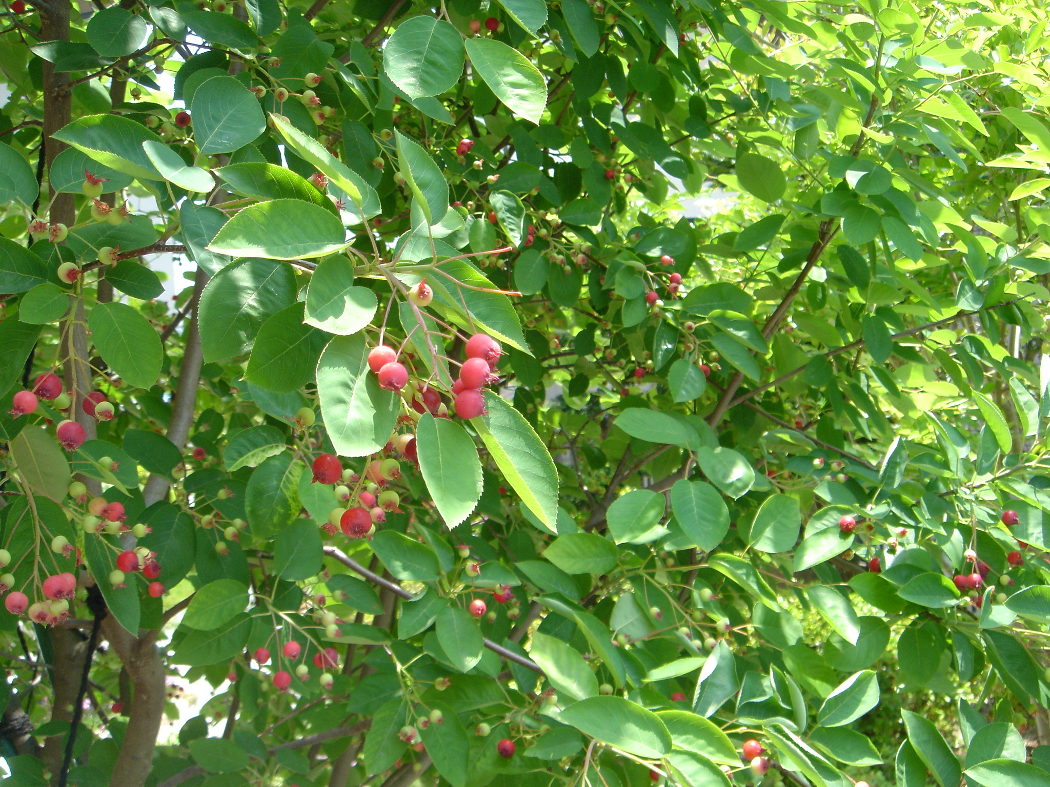 ジューンベリー