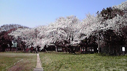 ジージ卓球練習場の桜